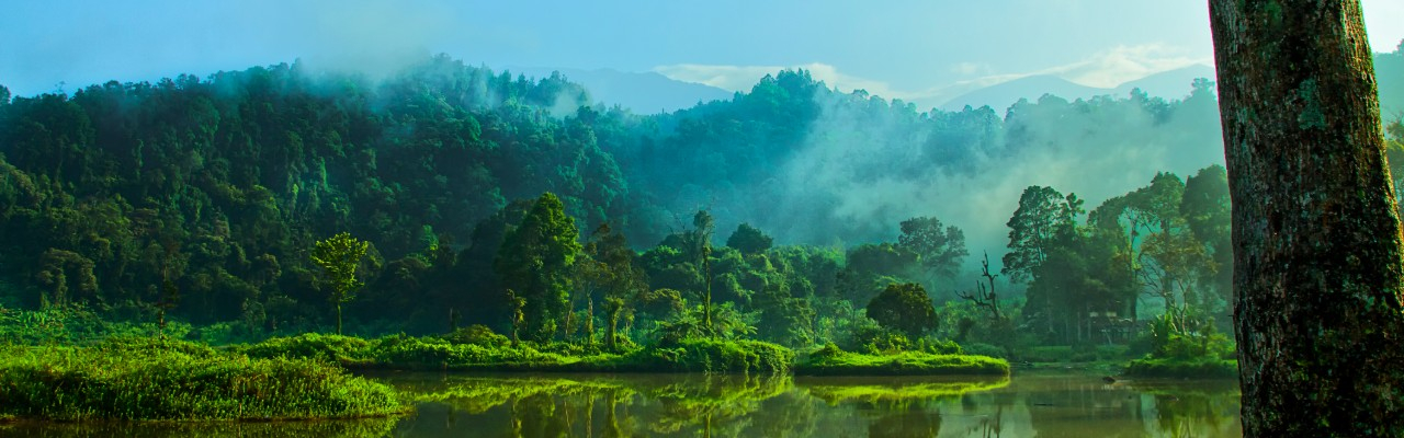 Indonesia Forest